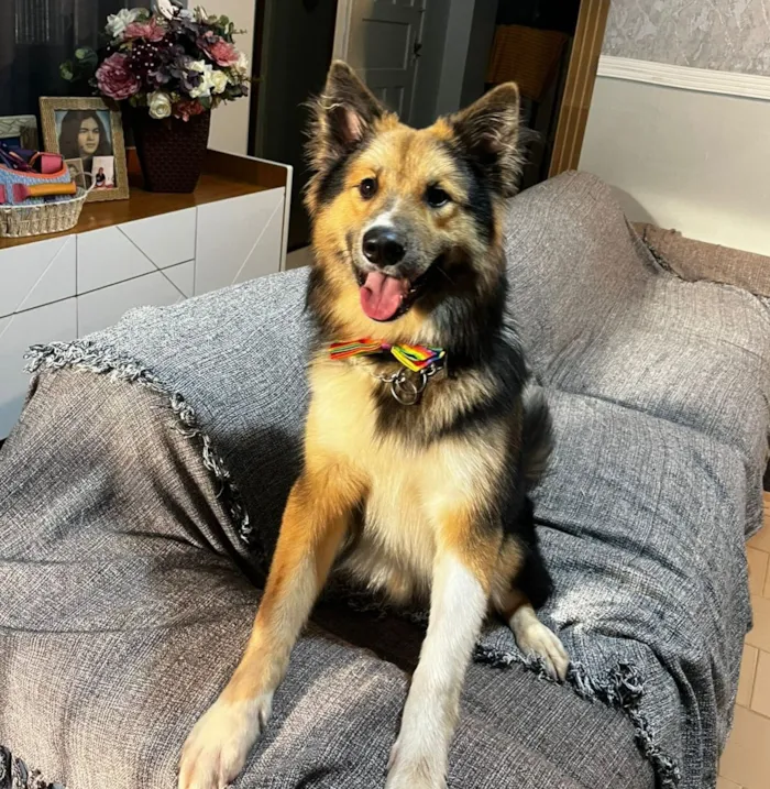 Cachorro raça SRD-ViraLata idade 7 a 11 meses nome Sansão 