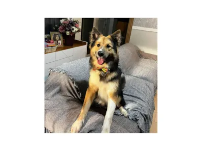 Cachorro raça SRD-ViraLata idade 7 a 11 meses nome Sansão 