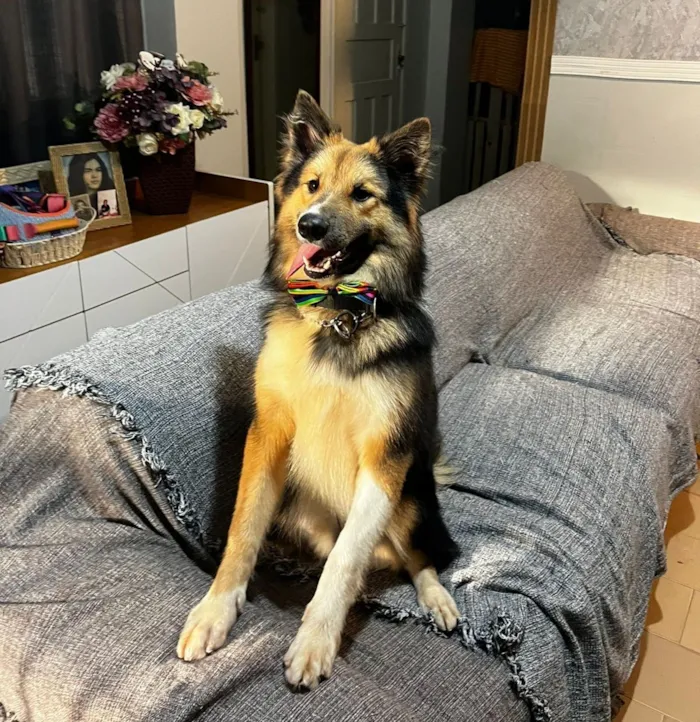 Cachorro raça SRD-ViraLata idade 7 a 11 meses nome Sansão 