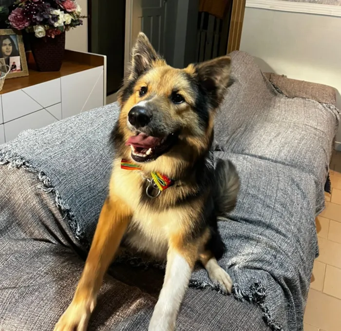 Cachorro raça SRD-ViraLata idade 7 a 11 meses nome Sansão 