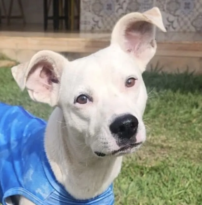 Cachorro raça SRD-ViraLata idade 1 ano nome Mike 