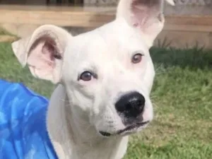 Cachorro raça SRD-ViraLata idade 1 ano nome Mike 