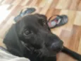 Milo