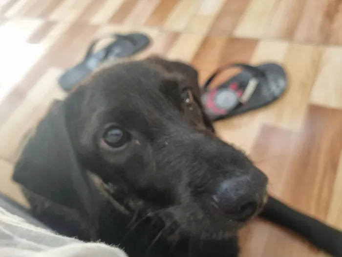 Cachorro raça SRD-ViraLata idade 7 a 11 meses nome Milo