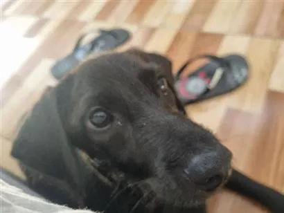 Cachorro raça SRD-ViraLata idade 7 a 11 meses nome Milo