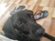 Milo