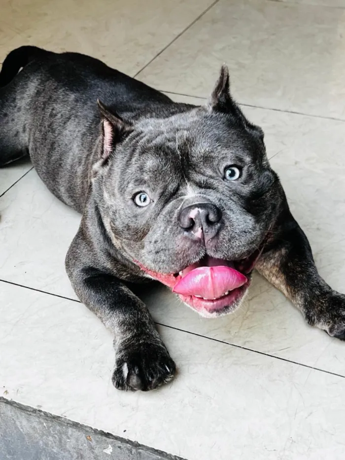 Cachorro raça Pit-Bull idade 1 ano nome Daemon