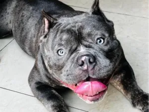 Cachorro raça Pit-Bull idade 1 ano nome Daemon