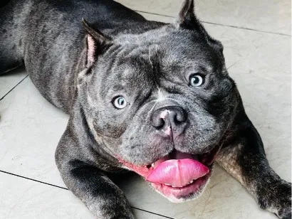 Cachorro raça Pit-Bull idade 1 ano nome Daemon