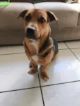 Bobi