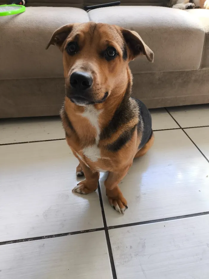 Cachorro raça SRD-ViraLata idade 7 a 11 meses nome Bobi