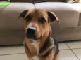Bobi