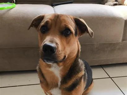 Cachorro raça SRD-ViraLata idade 7 a 11 meses nome Bobi