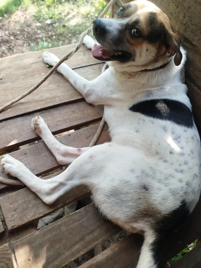 Cachorro raça SRD-ViraLata idade 2 a 6 meses nome grandão