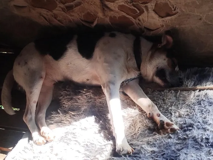 Cachorro raça SRD-ViraLata idade 2 a 6 meses nome grandão