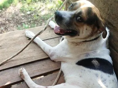 Cachorro raça SRD-ViraLata idade 2 a 6 meses nome grandão