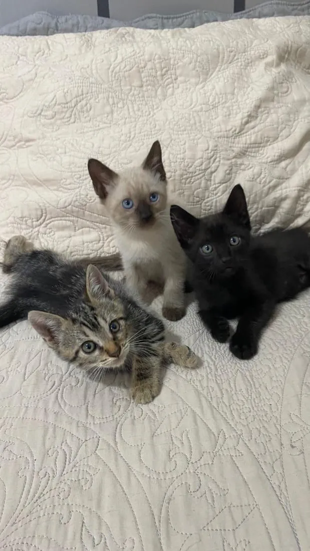 Gato raça SRD-ViraLata idade 2 a 6 meses nome Pinky 