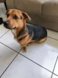 Bobi