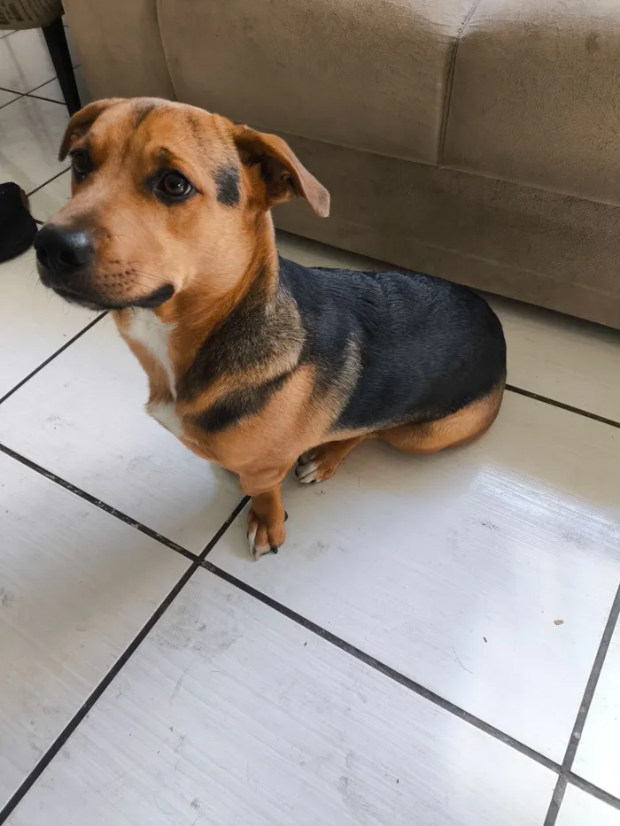 Cachorro raça SRD-ViraLata idade 7 a 11 meses nome Bobi