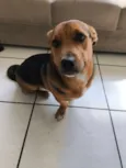 Bobi