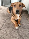 Bobi