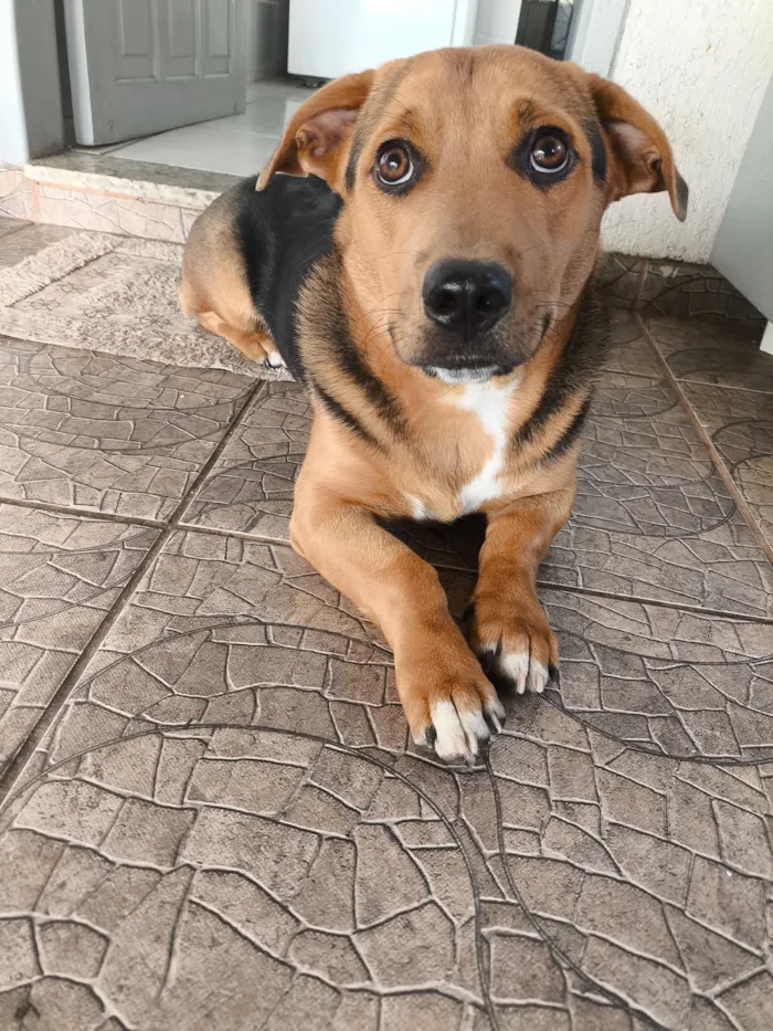 Cachorro raça SRD-ViraLata idade 7 a 11 meses nome Bobi