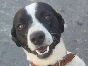Cachorro raça SRD-ViraLata idade 7 a 11 meses nome Duke 