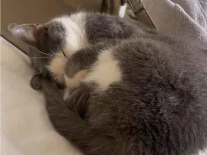 Gato raça SRD-ViraLata idade 1 ano nome Não tem nome 