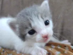 Gato raça SRD-ViraLata idade 2 a 6 meses nome Ícaro
