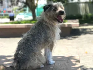 Cachorro raça SRD-ViraLata idade 2 a 6 meses nome Clark