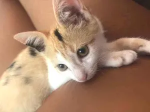 Gato raça SRD-ViraLata idade 2 a 6 meses nome Fuba