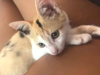 Gato raça SRD-ViraLata idade 2 a 6 meses nome Fuba