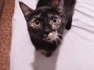 Gato raça SRD-ViraLata idade 2 a 6 meses nome Meg