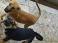 petisco e farofa 
