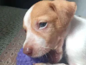 Cachorro raça SRD-ViraLata idade 2 a 6 meses nome boby