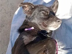 Cachorro raça SRD-ViraLata idade 1 ano nome SRD