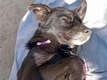Cachorro raça SRD-ViraLata idade 1 ano nome SRD