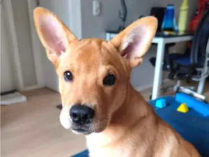 Cachorro raça SRD-ViraLata idade 2 a 6 meses nome Gohan