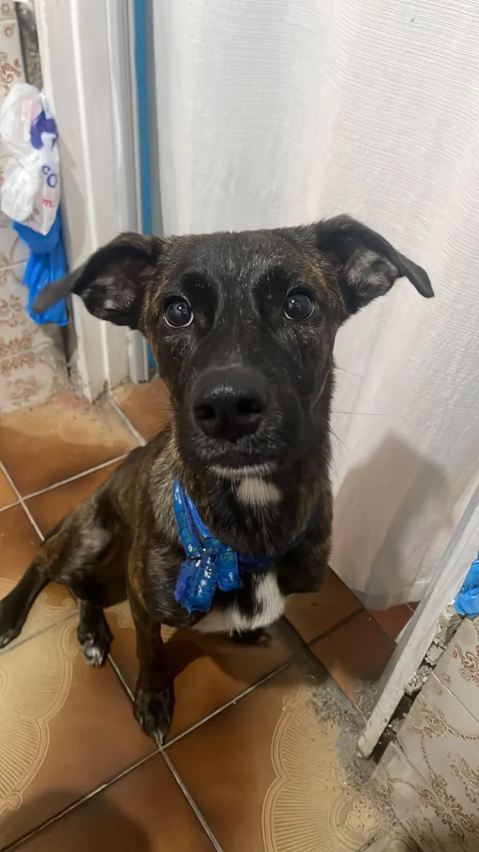 Cachorro raça SRD-ViraLata idade 2 a 6 meses nome Formiga