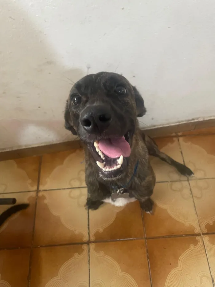 Cachorro raça SRD-ViraLata idade 2 a 6 meses nome Formiga