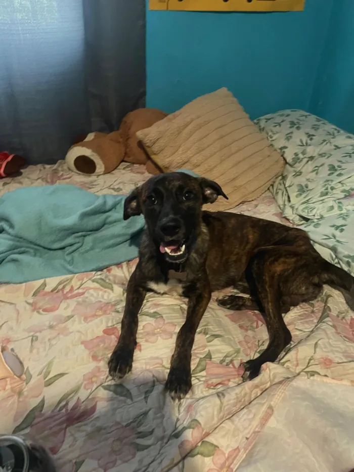 Cachorro raça SRD-ViraLata idade 2 a 6 meses nome Formiga