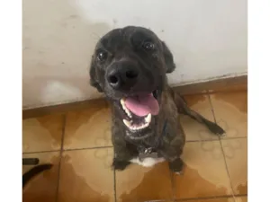 Cachorro raça SRD-ViraLata idade 2 a 6 meses nome Formiga