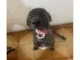Formiga