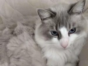 Gato raça SRD-ViraLata idade 6 ou mais anos nome Flip