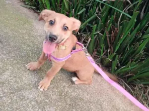 Cachorro raça SRD-ViraLata idade 7 a 11 meses nome Amora