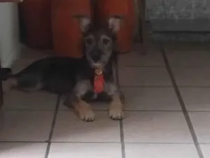 Cachorro raça SRD-ViraLata idade 2 a 6 meses nome toto