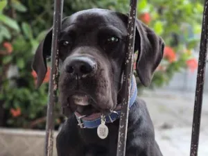 Cachorro raça Cane corso idade 2 a 6 meses nome Apolo 