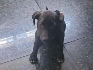 Cachorro raça SRD-ViraLata idade Abaixo de 2 meses nome pretinho 
