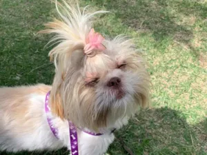 Cachorro raça Shitzu idade 4 anos nome Tifani 