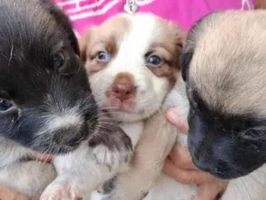 Cachorro raça SRD-ViraLata idade Abaixo de 2 meses nome sem nome